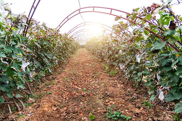 Passage in the rows of green vineyards