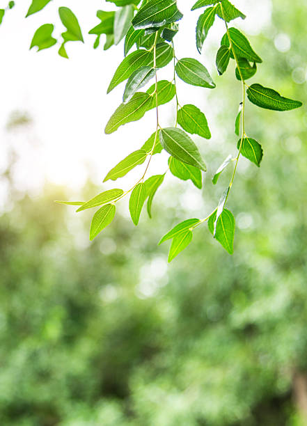 Fresh green leaves in the forest for background