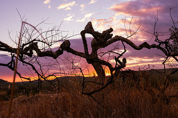 Twisted tree on the foreground on a multi coloured sky