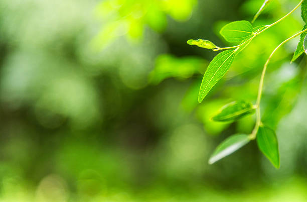 Closeup nature view of green leaf on sunlight using as background and fresh ecology wallpaper concept