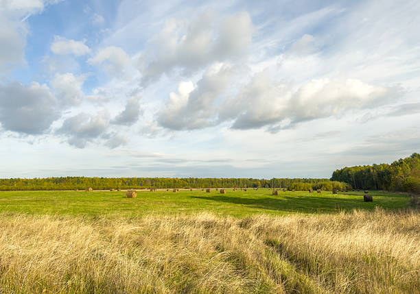 Rural countryside landscape with round hay bales scattered on green field at sunset.