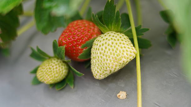 Fresh Strawberries Maturing on a Healthy Garden Plant