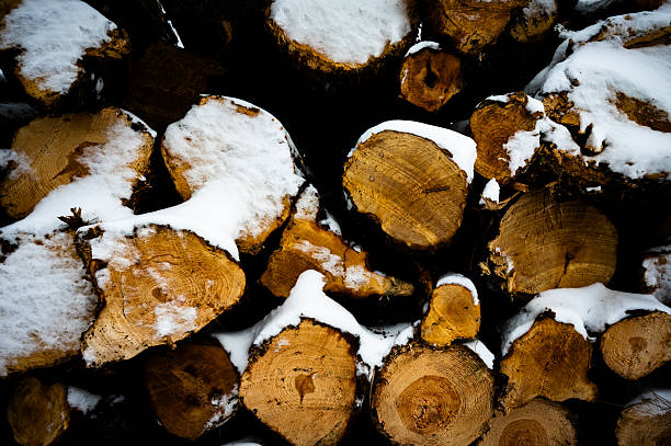 A stack of snow-covered tree trunks in a winter setting, hiking in snow and icy temperatures around the Thülsfeld reservoir, Cloppenburg, Lower Saxony, Germany