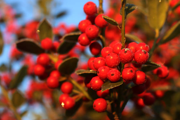 Frost on Holly branch with ripe red berries. Ilex cornuta bush in winter. winter background with selective focus