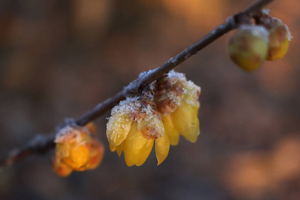 Spring blooms
