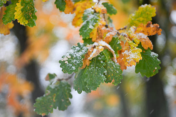 Oak leaves changing color from green to yellow and orange powdered with fresh snow