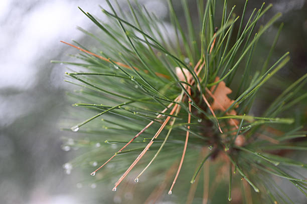 Close up shot of reflective water drop on the pine branch in the Irish forest park morning time