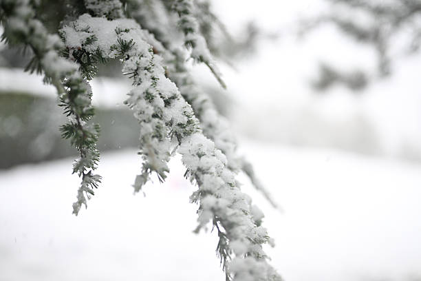 Fresh white snow accumulating on green needles of an evergreen cedar branch