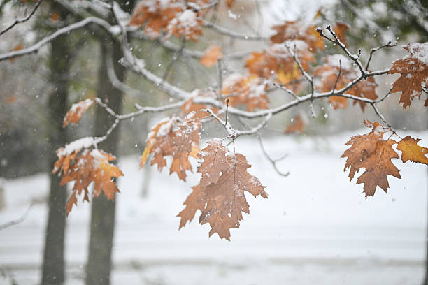 Oak tree branches with brown leaves are covered in fresh snow during a winter snowfall event
