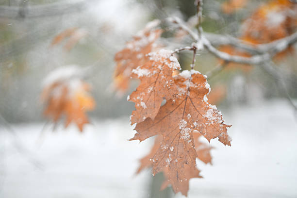 Close-up view of a tree trunk covered in fresh snow with golden autumn leaves still clinging to the branches in Quebec, Canada. The image beautifully captures the fleeting moment between fall and winter, symbolizing transition, resilience, and natural contrast.