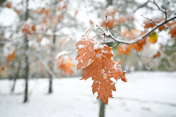 Oak leaves covered in fresh snow, showing a transition from autumn to winter