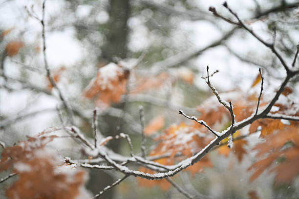 Fresh snow falling on tree branches with lingering autumn leaves