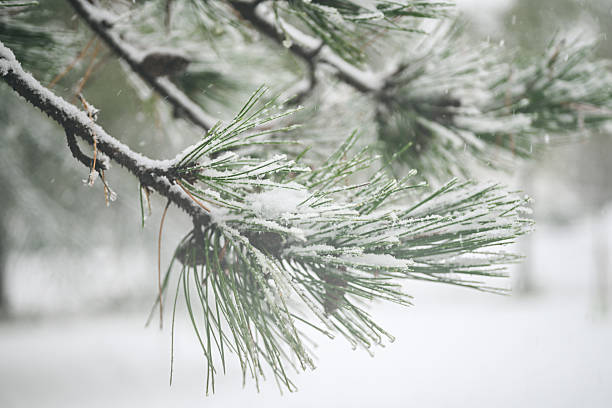 Pine needles covered with fresh snow during cold winter weather