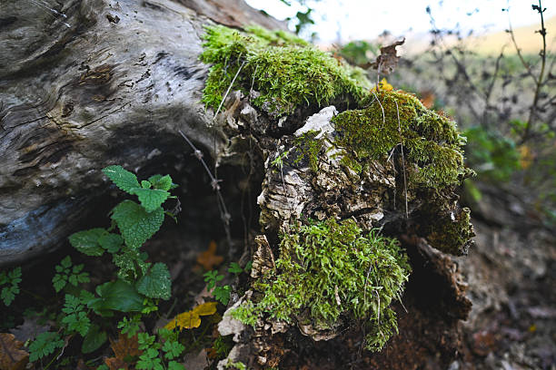 Green moss and plants growing on a decaying old tree log in a natural forest environment