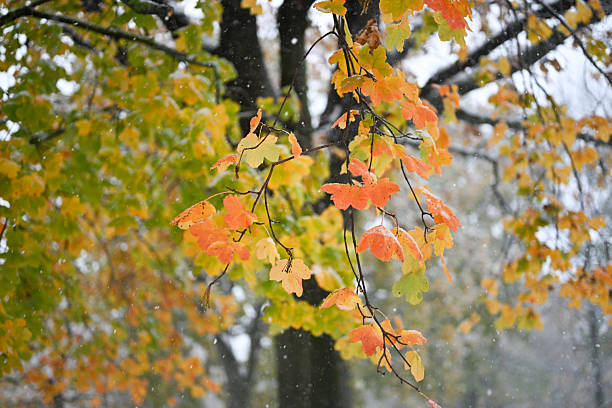 Close-up of green ash tree with fall color and snow