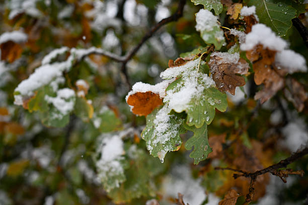 Autumn leaves transitioning to winter, covered with fresh snow, showcasing seasonal change