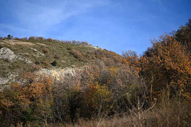 Autumn trees showing colorful foliage on a mountain hillside under a clear blue sky