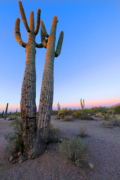 istock Saguaro Cactus Towering Above the Desert Floor Hot Summer Evenin 2258883253