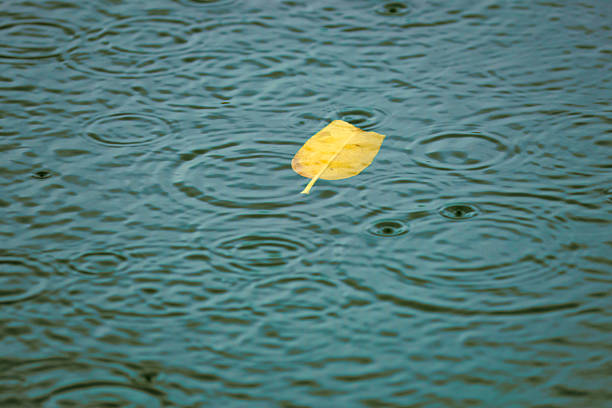 Fall Leaf Floating in Water during Rainstorm with Rain Drops Hitting Water Splashes Splashing