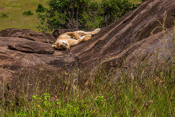 A lioness resting on a rocky outcrop surrounded by greenery
