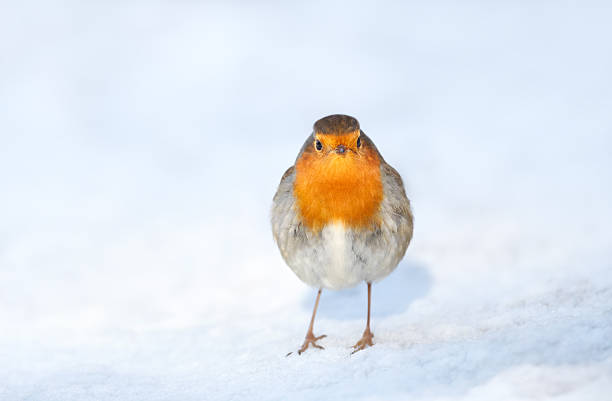 winter scene