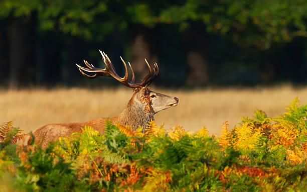 istock Red deer stag standing in ferns in autumn meadow 2258886570