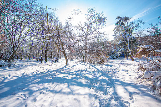 Snow-covered park with leafless trees, a narrow trail of footprints, bright low sun casting long shadows on fresh snow, blue winter sky, snowy bushes and distant buildings. in clear daylight