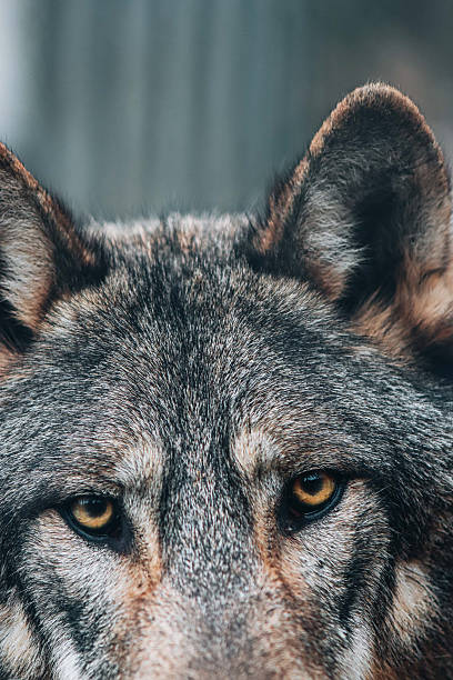 istock Close-up of a wolf face with amber eyes 2258887045