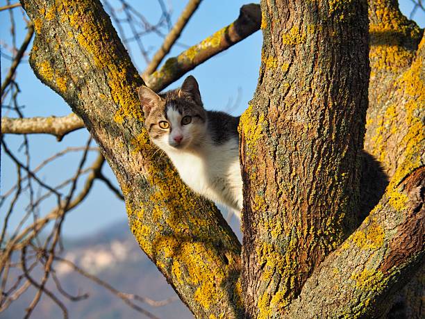 A close-up shot of a grey and white tabby cat curiously looking at the camera while sitting on a tree branch covered in bright yellow moss and lichen, under warm natural light.
