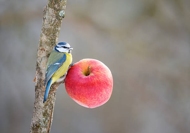 Eurasian blue tit feeding on a red apple mounted on a stick in the garden.