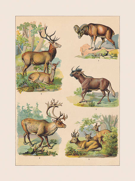 Mammals (Bovidae, Cervidae): 1) European mouflon (Ovis gmelini musimon); 2) (Cervus elaphus); 3) Black wildebeest (Connochaetes gnou); 4) Reindeer (Rangifer tarandus); 5) Roe deer (Capreolus capreolus) . Chromolithograph based on water colors by J. Kissling, published ca. 1890.
