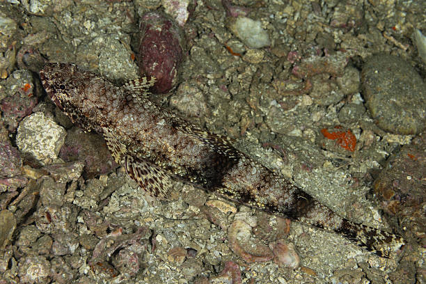 Variegated Lizardfish Synodus variegatus occurs in the tropical Indo-Pacific Ocean from the Red Sea and East Africa to the Hawaiian, Line, Marquesan, and Ducie islands, north to the Ryukyu Islands, south to the Lord Howe, Kermadec and Rapa islands in a depth range from 0 to 121m, max. length 40cm, common 30cm. Usually the Variegated Lizardfish prefers to rest on hard surfaces and frequently occurs in pairs. Adults are variable from grey to red. The species occurs in deep lagoon and seaward reefs, feeding on small fishes by seizing these from passing schools, also shrimps. Variegated Lizardfish can be approached easily until, disturbed, it suddenly flees and resumes its position some distance away.Nuku Hiva, Marquesas, French Polynesia8°56'14.7215 S 140°6'38.329 W at 20m depth