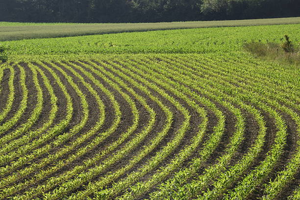 Aerial photo of cornfields