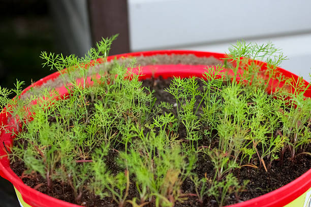 Small dill seedlings growing densely in a red plastic pot. The delicate  green leaves are vibrant and healthy in the soil, ready for harvest.