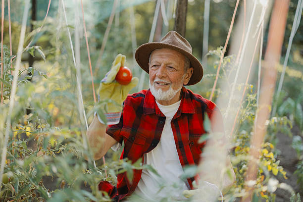 Older man picking ripe tomatoes in his backyard vegetable garden. Concept of homegrown produce, gardening, active retirement, and sustainable living.