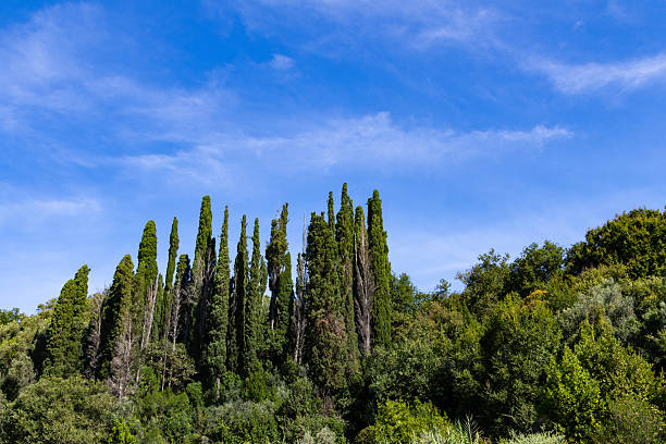 Tall green cypress trees stand prominently against a bright blue sky surrounded by lush Mediterranean vegetation during a beautiful sunny day