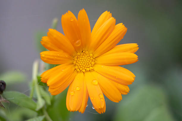 Vibrant orange calendula flower showing delicate petals covered in small water droplets against a soft blurred green garden background during springtime