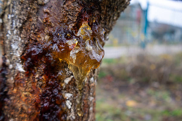 Drops of sap are seen oozing from the rough bark of a tree in a wooded area. The sticky substance glistens in natural light. The background shows a blurred view of greenery.