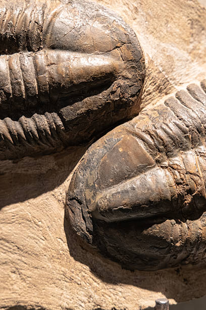 Fossil of Trilobite - Acadoparadoxides briareus - ancient fossilized arthropod on rock - paleontology background