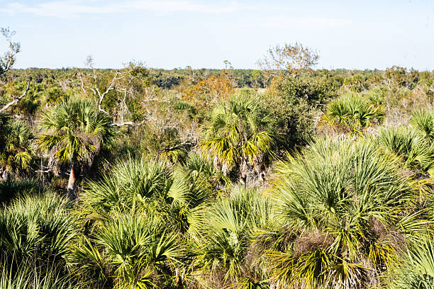 This is a high angle view of the Myakka State Park landscape in Sarasota, Florida on a sunny winter day.