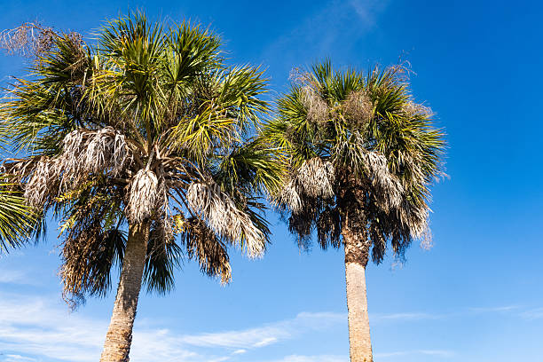 This is a photograph of the top of palm trees with sky in Myakka State Park in Sarasota, Florida on a sunny winter day.