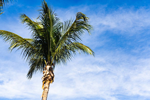 This is a photograph of the top of a palm tree with a cloudy sky on Siesta Key in Sarasota, Florida on a sunny winter day.