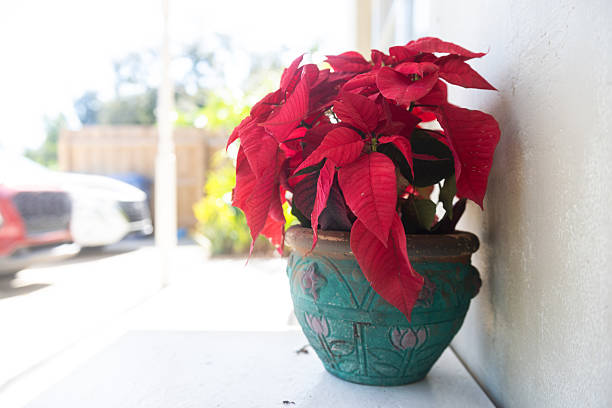 Blooming Poinsettia Christmas flower bush outdoors, growing against clear blue sky. Madagascar