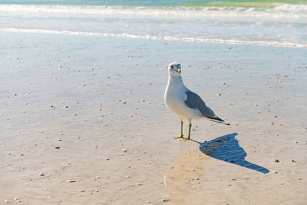 Sea gull walking on the sand by water of the Baltic Sea, the foamy water of the Baltic Sea, mirror reflection of a bird in water, Island Wolin, Miedzyzdroje, Poland