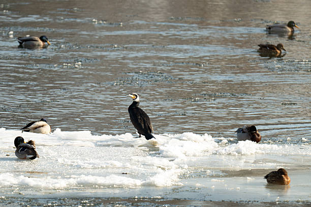 A photo of a great cormorant on a river in winter