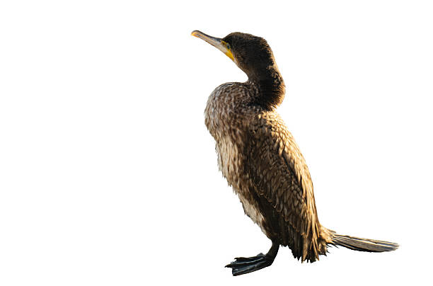 istock A photo of a great cormorant isolated 2258904544