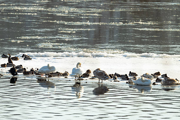 A photo of a great cormorant on a river in winter