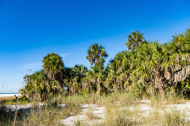 This is a landscape photograph of palm trees on Siesta Key Beach in Sarasota, Florida State Park on a sunny winter day.