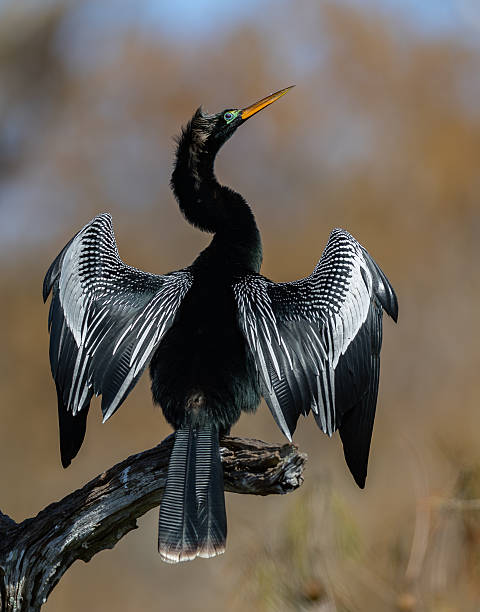An Anhinga Portrait in Florida