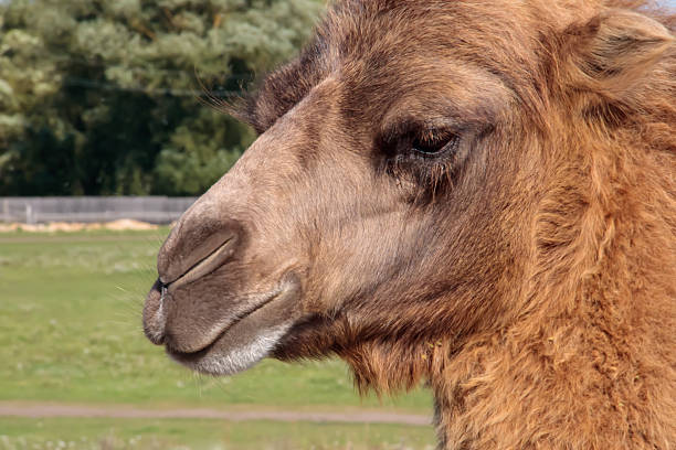 Profile head shot of a camel eating - isolated on a black background.